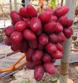 Виноград Квазар (столовый)