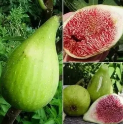 Инжир Магарацкий (Magarachsky)