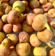 Инжир Магарачский