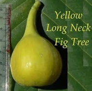 Инжир Yellow Long Neck (Желтая длинная шея) YLN