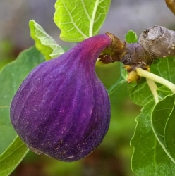 Инжир Фиолетовый из Бордо (Grosse Violette de Bordeaux)
