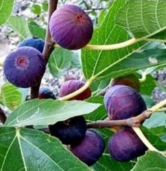 Инжир Крымский 44