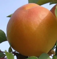 Абрикос Самбурский ранний