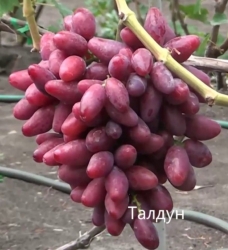 Виноград Талдун (столовый)