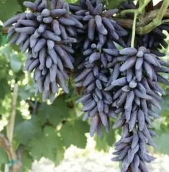 Виноград Хеллоуин (кишмиш)
