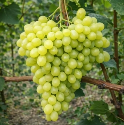 Виноград Цимус (кишмиш)