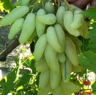 Виноград Козерог (столовый)