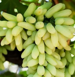 Виноград Ламборджини (кишмиш)