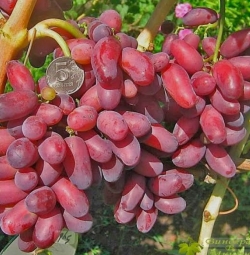 Виноград Ризауш (столовый)