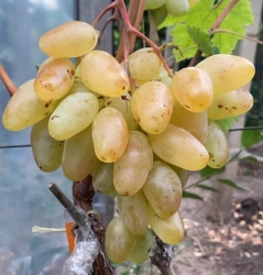 Виноград Белая Медведица (столовый)