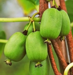 Актинидия самоплодная Вити Киви (VITI KIWI)