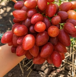 Виноград Казанова (столовый)