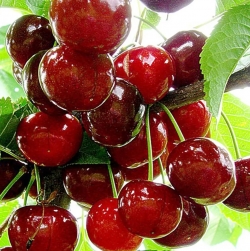 Вишня Лебедянская