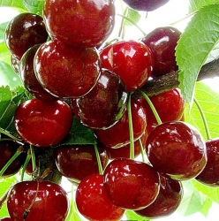 Вишня Лебедянская