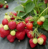 Клубника ранняя Маримбелла (Marimbella)