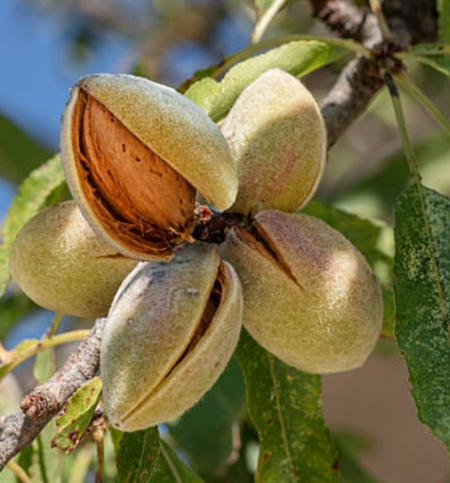 Миндаль Гуара (Guara)
