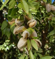 Миндаль Макако (Makako)