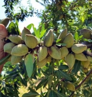 Миндаль Макако (Makako)