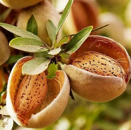 Миндаль Даймар (Daimar) Даимар