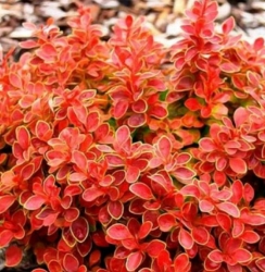 Барбарис Тунберга Корал (Coral)