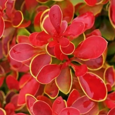 Барбарис Тунберга Корал (Coral)