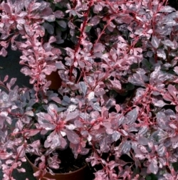 Барбарис Тунберга Пинк Перфекшн (Pink Perfection)