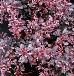 Барбарис Тунберга Пинк Перфекшн (Pink Perfection)