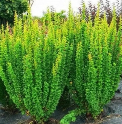 Барбарис Тунберга Эректа /Berberis thunbergii Erecta
