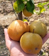 Груша азиатская Никори (Nikkori) Никкори