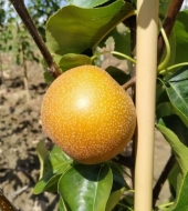 Груша азиатская Никори (Nikkori) Никкори