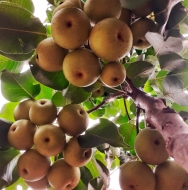 Груша азиатская Никори (Nikkori) Никкори