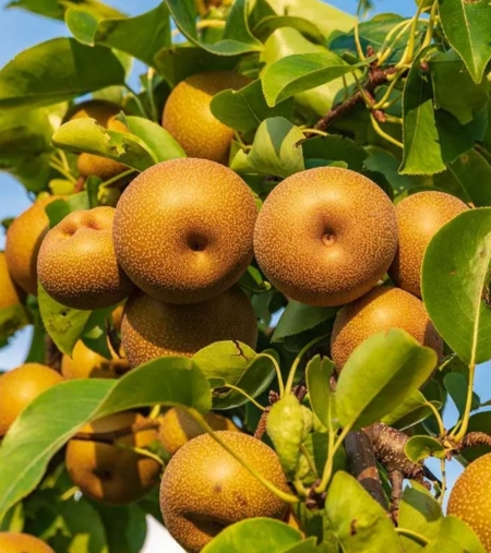 Груша азиатская Никори (Nikkori) Никкори