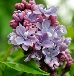Сирень Морис де Вильморен (Maurise de Vilmorin)