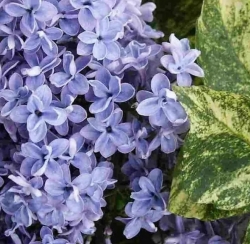 Сирень Аукубафолия (Aucubaefolia)