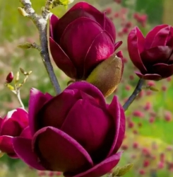 Магнолия Черный Тюльпан (Black Tulip)