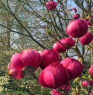 Магнолия Черный Тюльпан (Black Tulip)