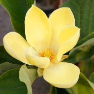 Магнолия  Еллоу Лантерн (Yellow Lantern)