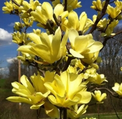 Магнолия  Еллоу Лантерн (Yellow Lantern)