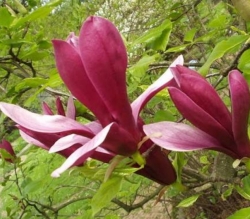 Магнолия лилиецветная Грацилис (Gracilis)