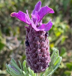 Лаванда французская Королевский блеск (lavandula stoechas)