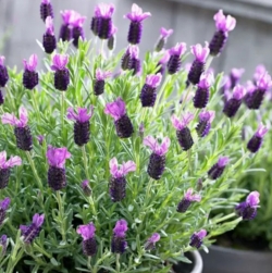 Лаванда французская Королевский блеск (lavandula stoechas)