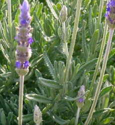 Лаванда зубчатая Dentata