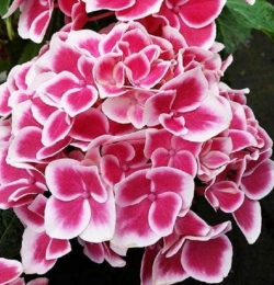 Гортензия крупнолистная Saxson Candy Heart Pink (059)