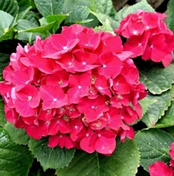 Гортензия крупнолистная Royal Red (052)