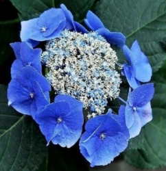 Гортензия пильчатая Bluebird (501)