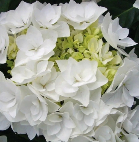 Гортензия крупнолистная Doppio Bianco (034)