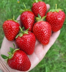 Клубника ранняя Розария