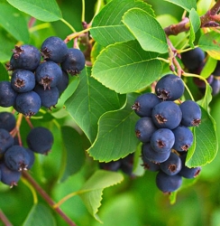 Ирга канадская Саксесс (Success)