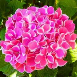 Гортензия крупнолистная Tivoli Pink (032)