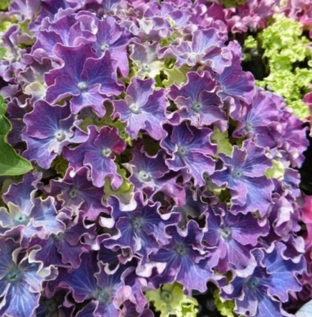Гортензия крупнолистная Curly Sparkle Blue Purple (Керли Спаркл Блу Перпл) (013)